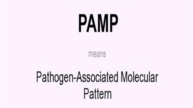 ԭwP(gun)ģʽpathogen-associatedmolecular patternPAMP